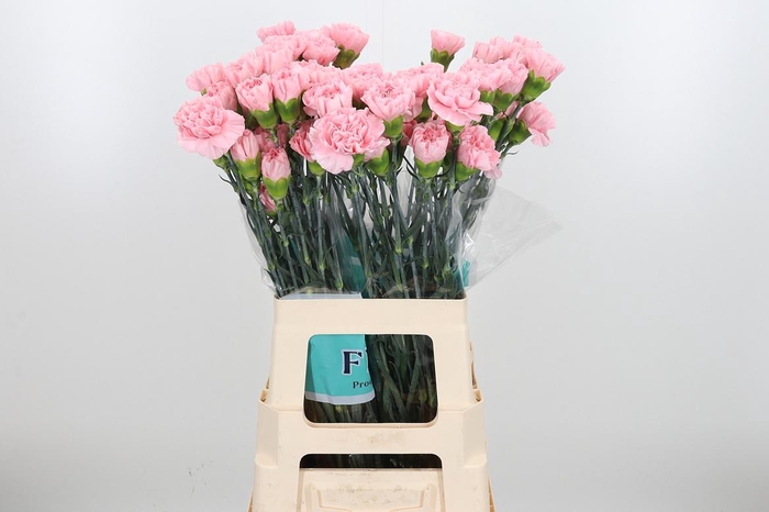 <h4>Dian St Aisha</h4>