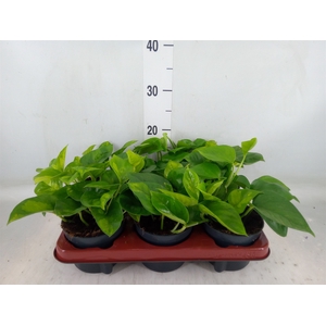 Epipremnum pinn. 'Global Green'