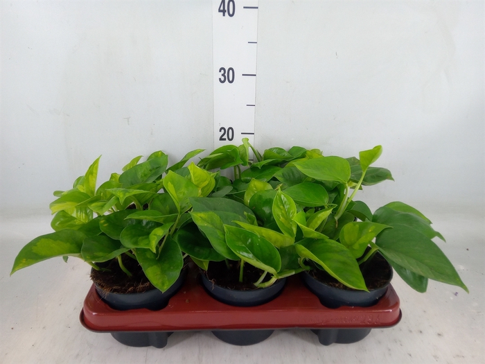 <h4>Epipremnum pinn. 'Global Green'</h4>