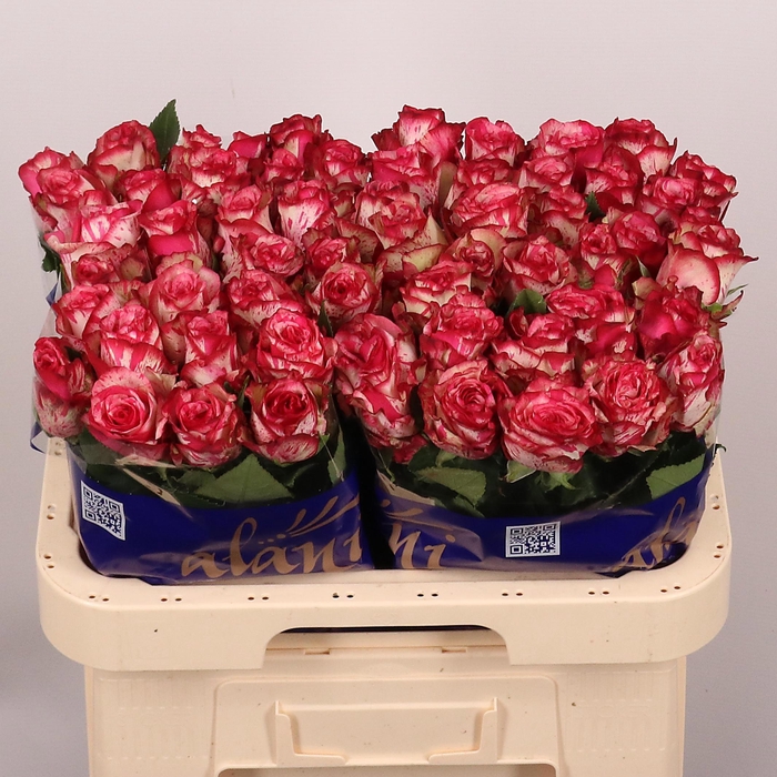 <h4>R GR BARRACUDA</h4>