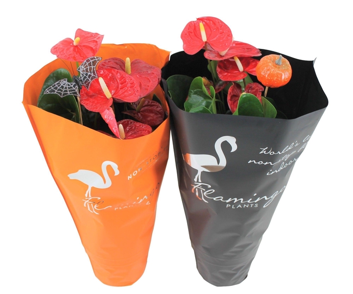 <h4>Anthurium Halloween decoratie mix 17cm</h4>