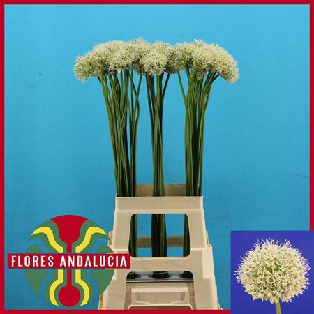 <h4>Allium Mount Everest</h4>