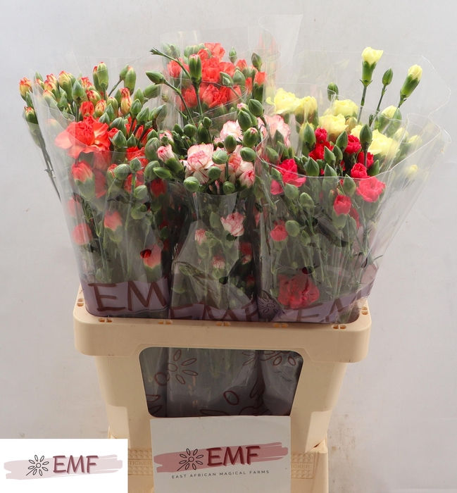 <h4>DI TR GEM IN FUST</h4>