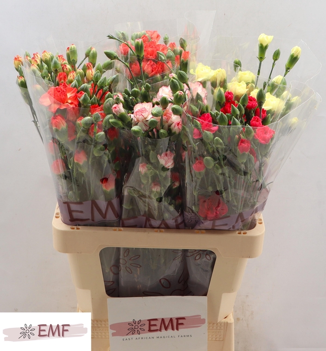 <h4>DI TR GEM IN FUST</h4>