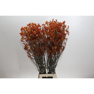 Kangaroo Paw Golden Girl