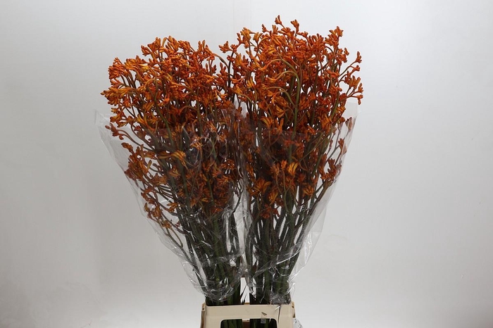 <h4>Anigozanthos Golden Girl</h4>