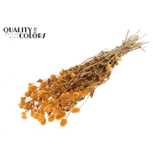 Gomphrena per bunch Apricot