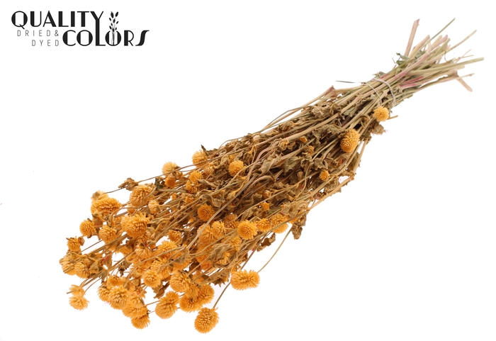 <h4>Gomphrena per bunch Apricot</h4>