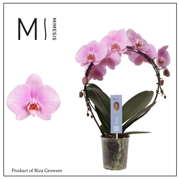 <h4>Mimesis Phal. Moon Pink Bigflower - 16+ flowers 12cm</h4>