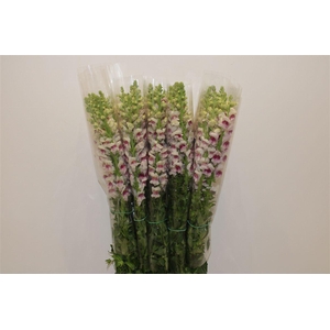 Antir Overig Bicolor