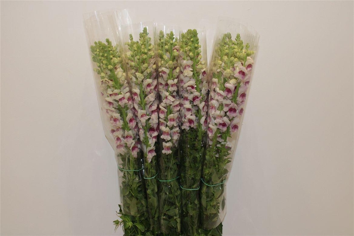 <h4>Antir Overig Bicolor</h4>