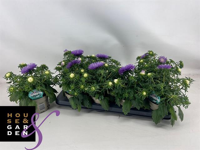 Callistephus chinensis Starlight Purple 12Ø 25cm