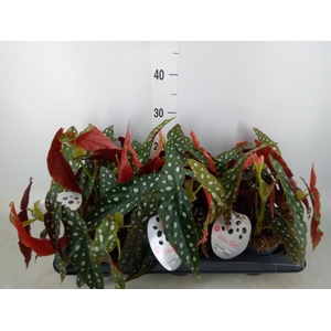 Begonia maculata