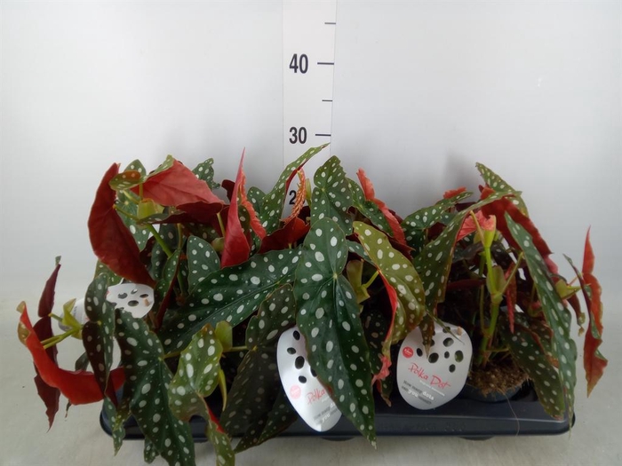 <h4>Begonia maculata</h4>