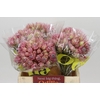 Blushing Bride Pink 6/9 Flowers