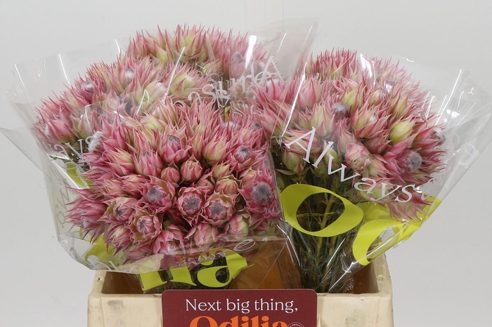 <h4>Blushing Bride Pink 6/9 Flowers</h4>