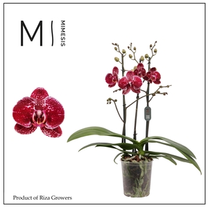 Mimesis Phal. Eduction - 3 spike 12cm