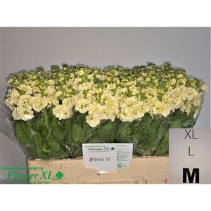 Matth Stox Yellow