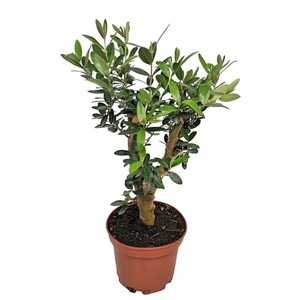 Olea Europaea Thick Trunk