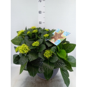 Hydrangea mac.