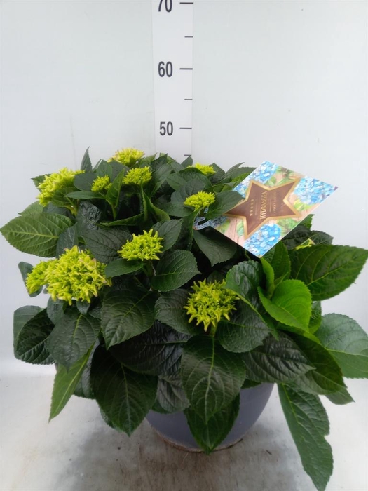 <h4>Hydrangea mac.</h4>
