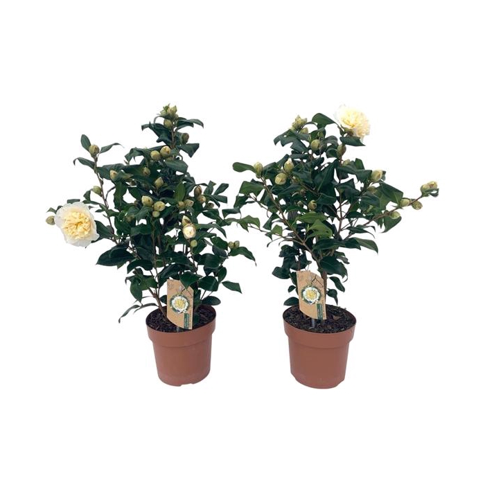 <h4>Camellia Brushfield yellow 20-25 knoppen</h4>