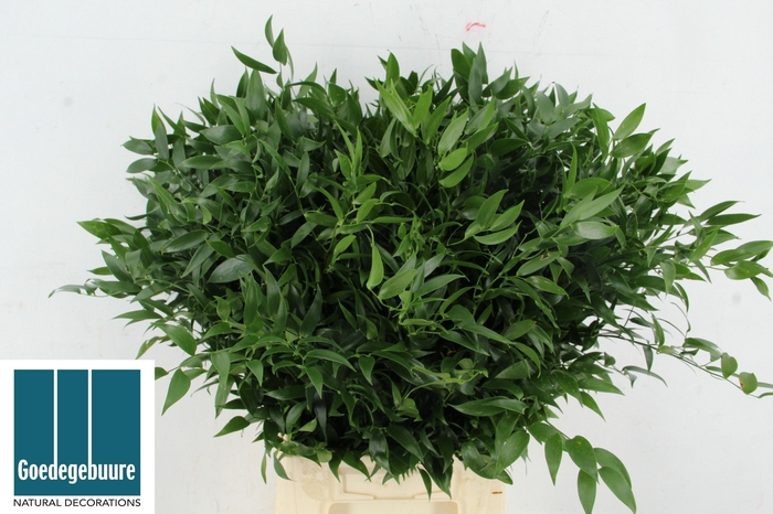 <h4>DANAE RACEMOSA PB</h4>