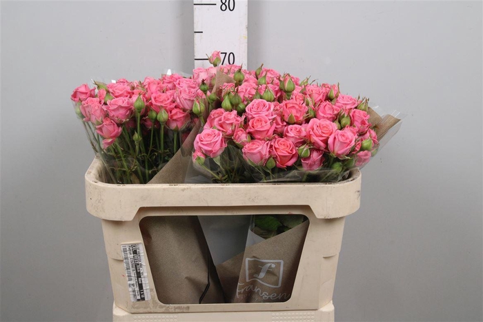 <h4>R Tr Emilia</h4>