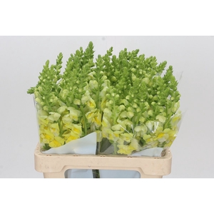 Antirrhinum Potomac Yellow