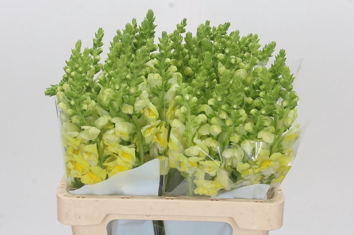 <h4>Antirrhinum Potomac Yellow</h4>