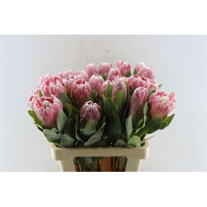 Protea Penny Pink