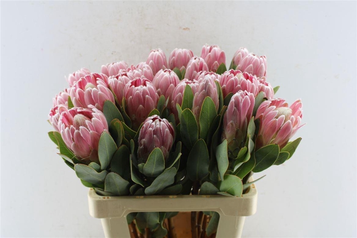 <h4>Protea Penny Pink</h4>