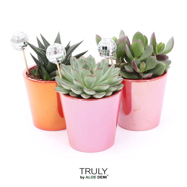 <h4>TRULY succulent Red - pearl shine Disco</h4>