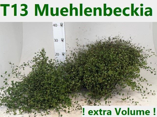 <h4>MUEHLENBECK CO MAORI</h4>