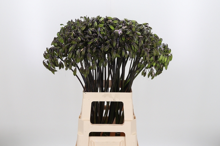 <h4>Agapanthus Zaad Zwart</h4>
