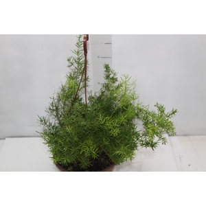 ASPARGO ALFINETE C21