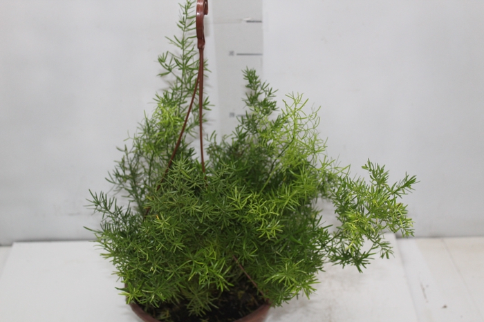 <h4>ASPARGO ALFINETE C21</h4>