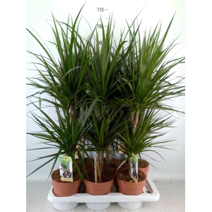 Dracaena marg.