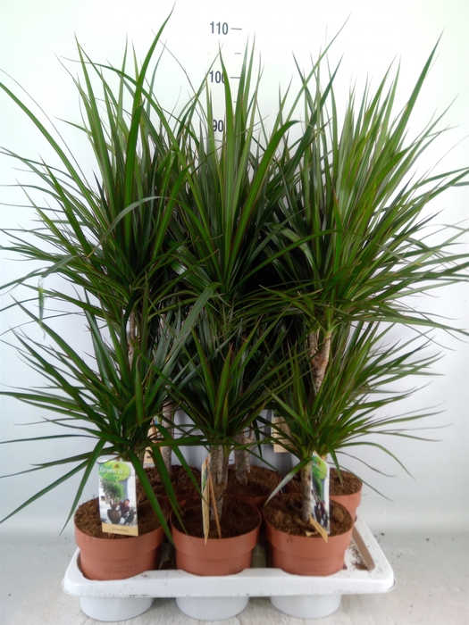 <h4>Dracaena marg.</h4>