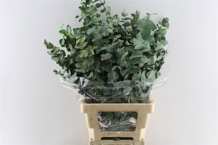 <h4>Euca Stuartiana Stab. Green</h4>