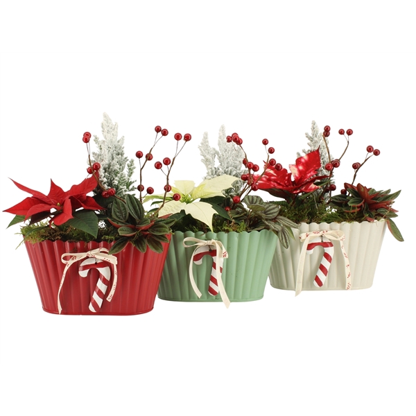 <h4>Arrangementen kamerplanten H%</h4>