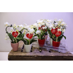 arr8 Phal Mini Hartvorm 2 Tak