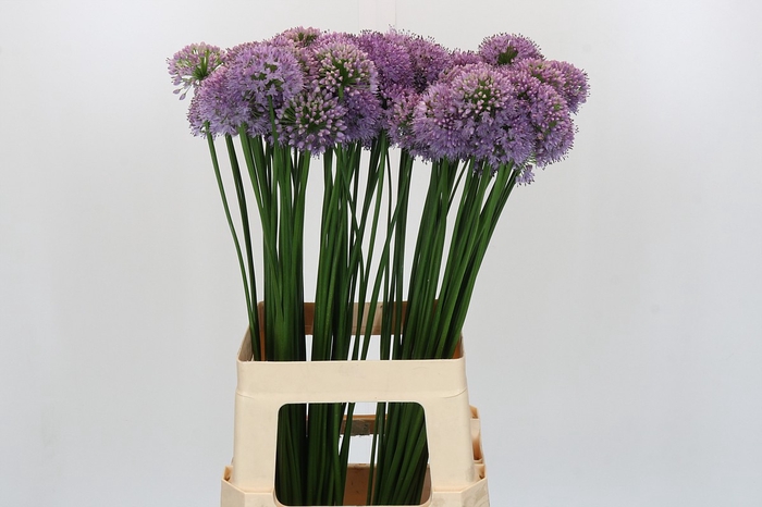 <h4>Allium Senescens</h4>