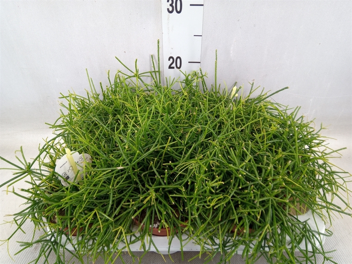 <h4>Rhipsalis cassutha</h4>