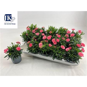 Dian Osc Pink