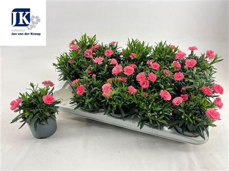 <h4>Dian Osc Pink</h4>