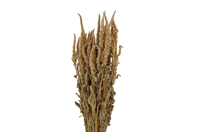<h4>Dried Amaranthus Caud. Green Bunch</h4>