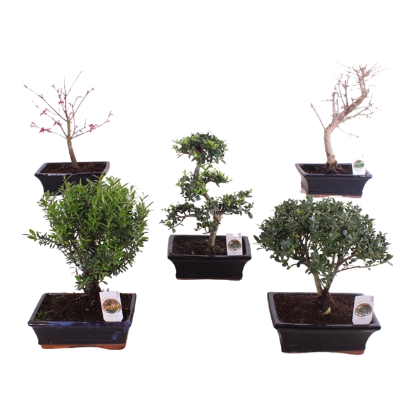 <h4>Outdoor Bonsai Mix pot ø20cm</h4>