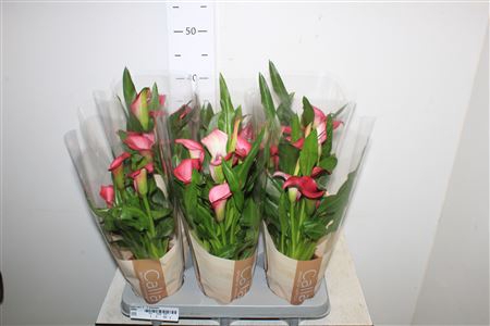 <h4>Zant Zazu 3-4 Bloemen</h4>