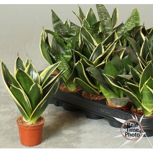 SANSEV TRIFASCIA  OV